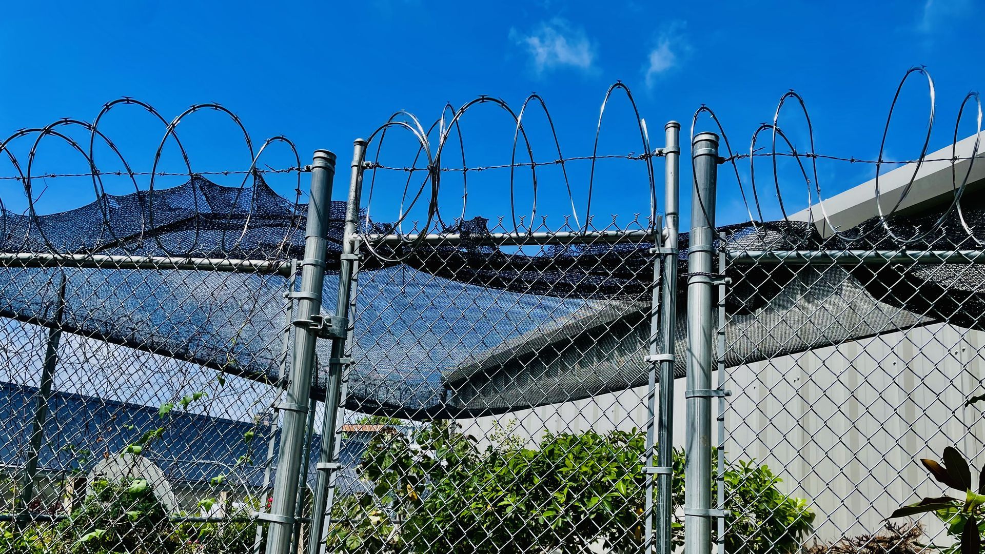 Bonsai behind barbed wire