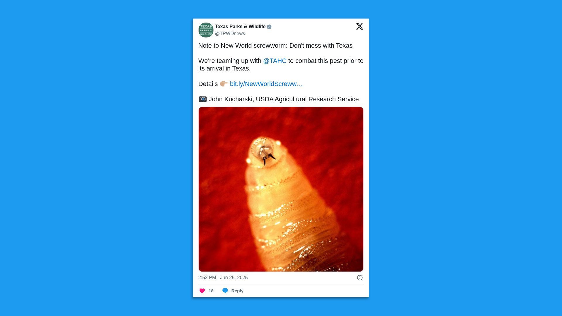 A screenshot of a tweet showing a screwworm maggot with the caption: "Note to New World screwworm: Don't mess with Texas  We're teaming up with  @TAHC  to combat this pest prior to its arrival in Texas."