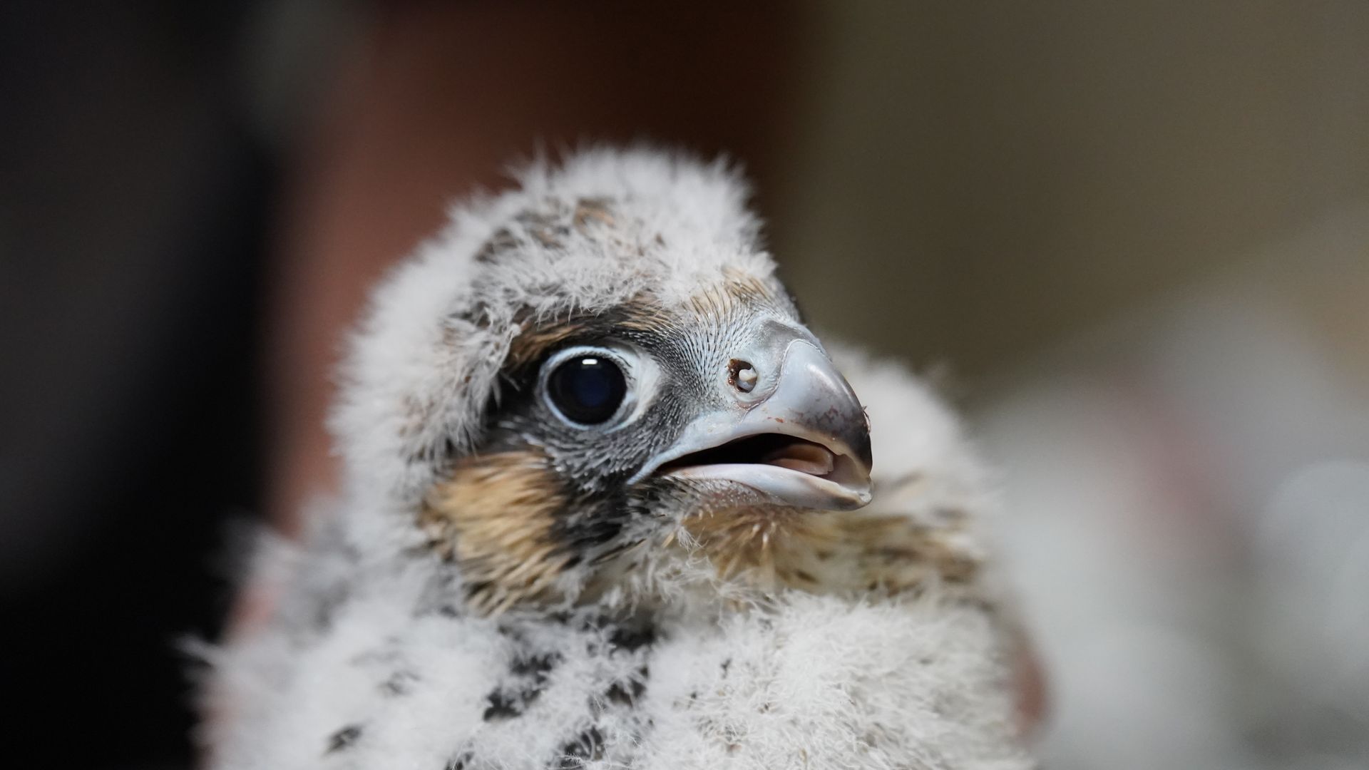 A peregrine falcon chick looks to its left. 