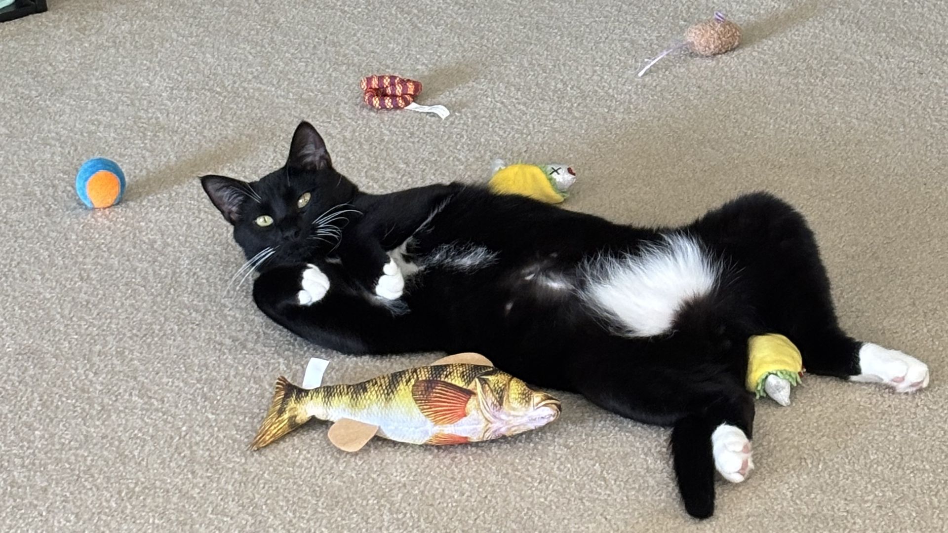A black and white cat lies on a beige carpet, surrounded by toys: a blue and orange ball, a red striped pom-pom, a beige mouse, and a yellow fish plush.