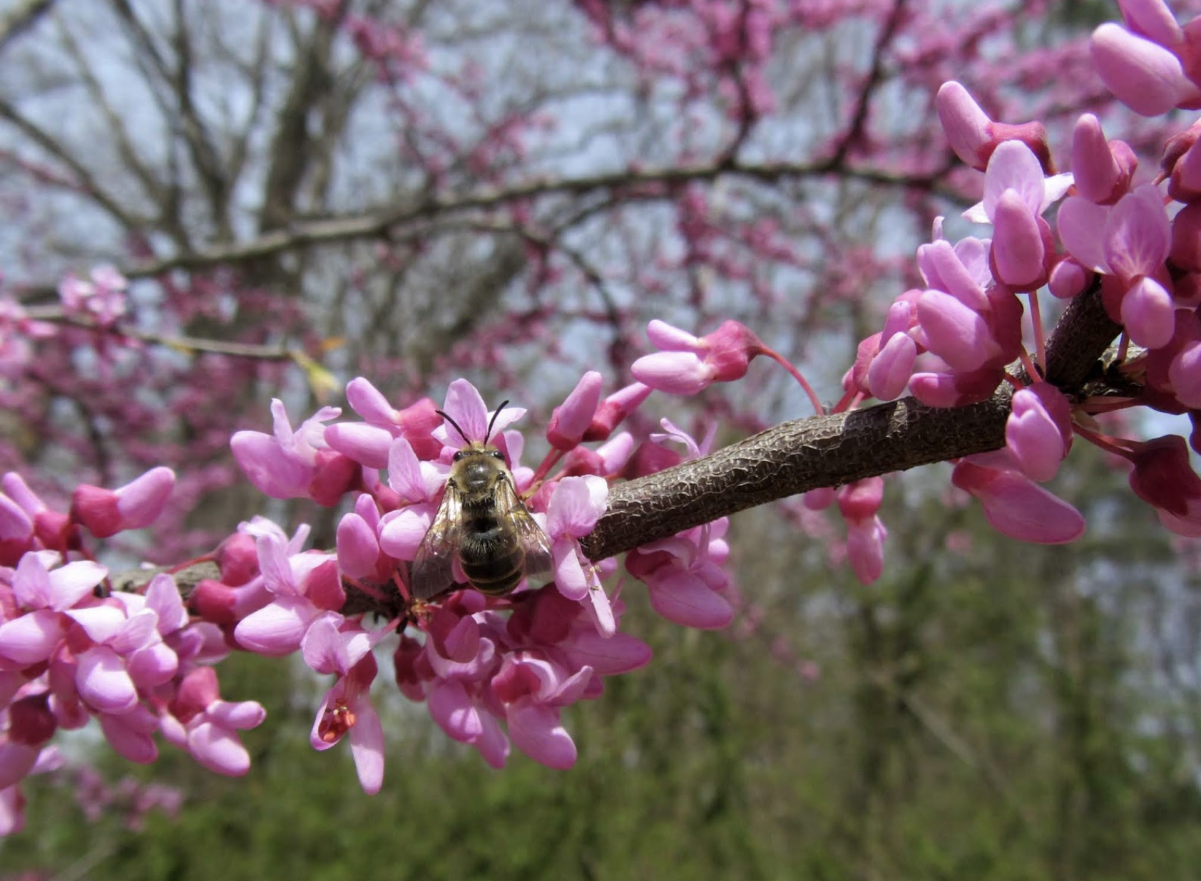 A bee sits on the branch of a redbud tree showing off pink and purplish flowers 