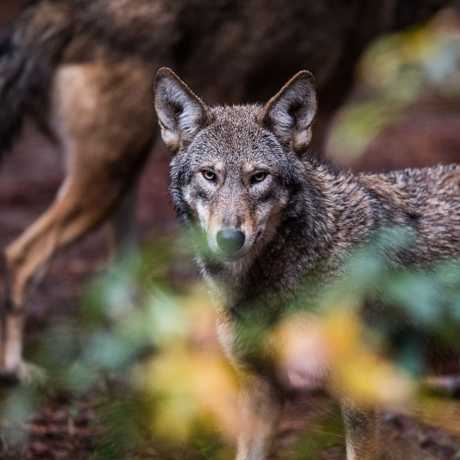 Red Wolf Gray Wolf