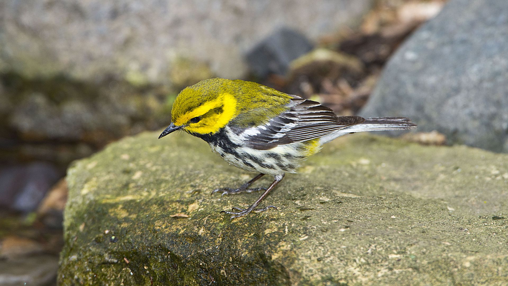 Small songbird with a bright yellow face and crown, olive-green back, black throat patch, white underparts with dark streaks, brown wings, perched on a mossy rock.