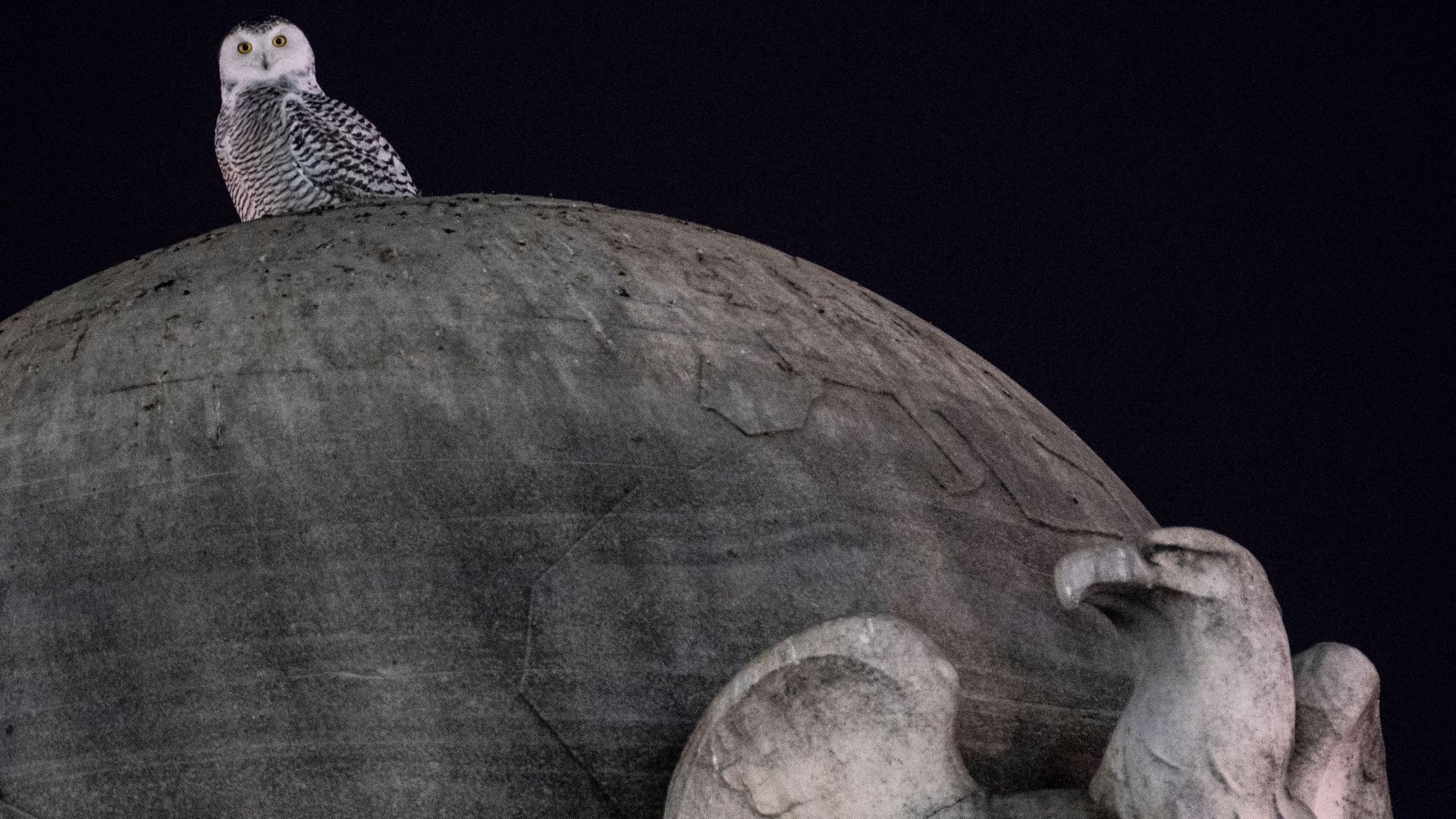 A snowy owl is seen atop Union Station after taking up residence in the District of Columbia.