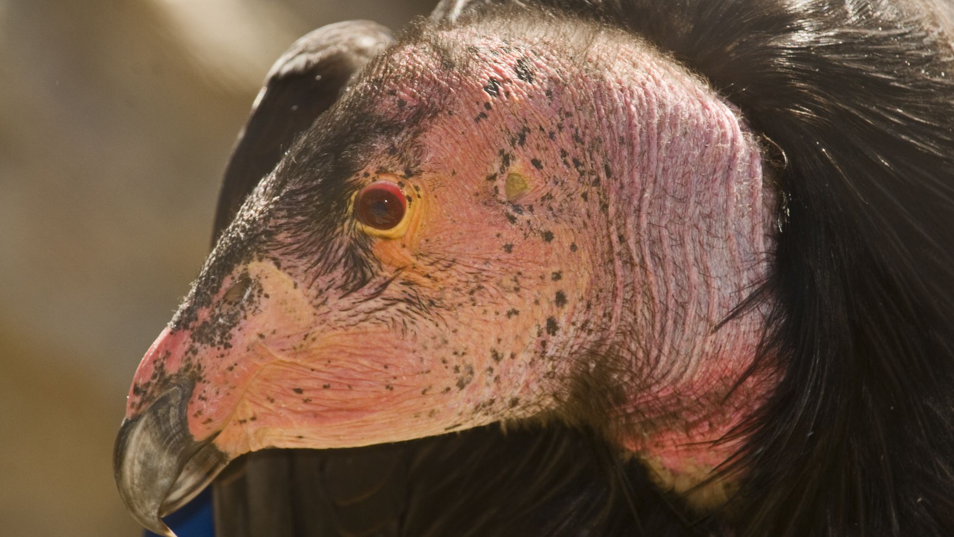 Photo of a California concord