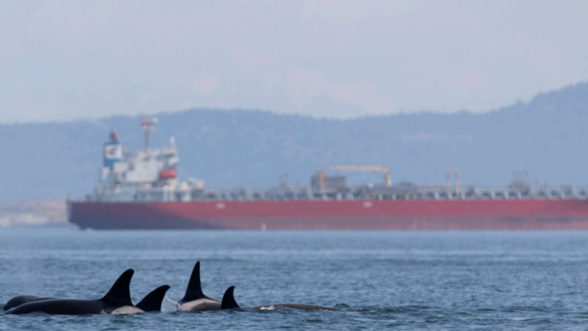 Four whales swim in Elliott Bay with a red cargo ship in the background. 