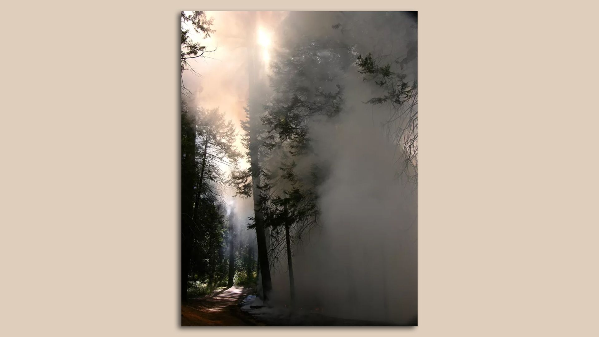 A plume of smoke envelops a stand of trees in a forest.