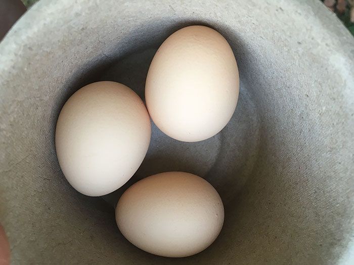 backyard eggs