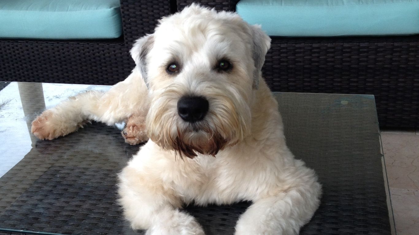 A $50M apartment building named after this dog opens in Des Moines