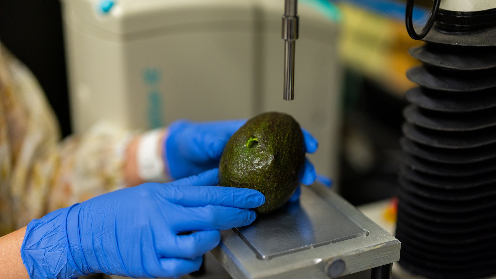 Hands with blue gloves holding an avocado with a hole in it, positioned under a precise metal instrument on a gray platform in a lab setting.