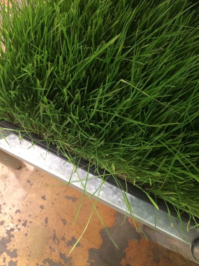 Green Brothers Juice Charlotte