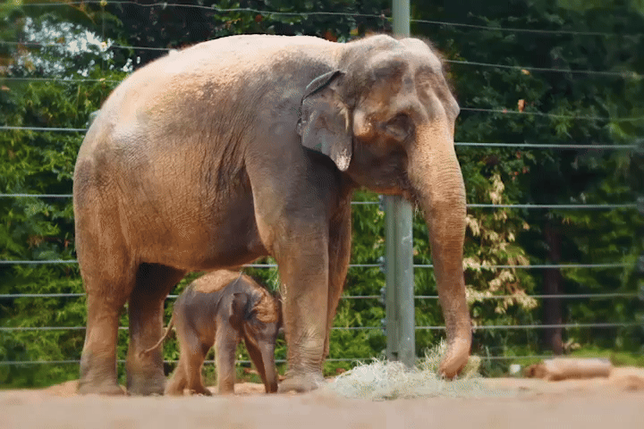 A baby elephant stands under an adult elephant 