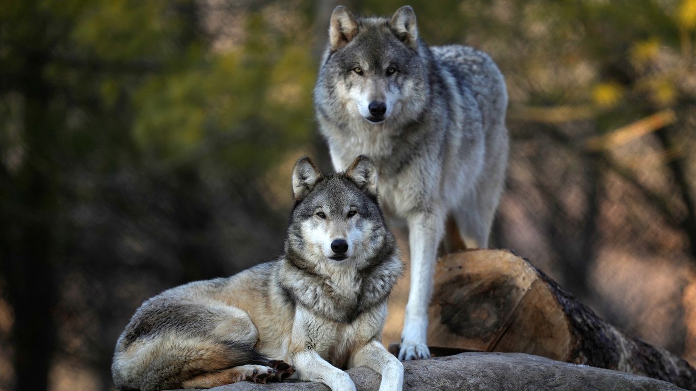Colorado grapples with growing wolf population
