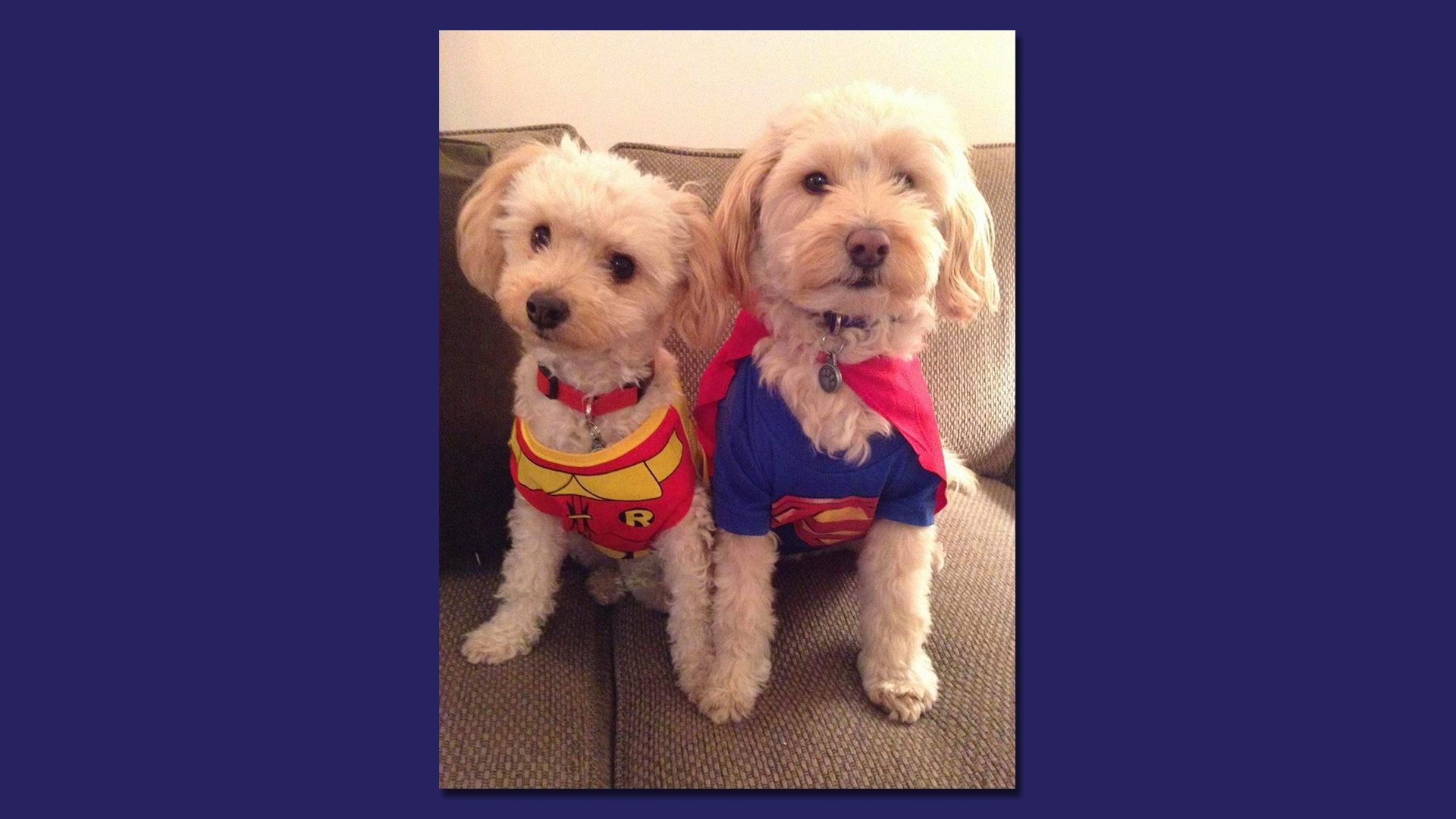A photo of dogs in Halloween costumes.