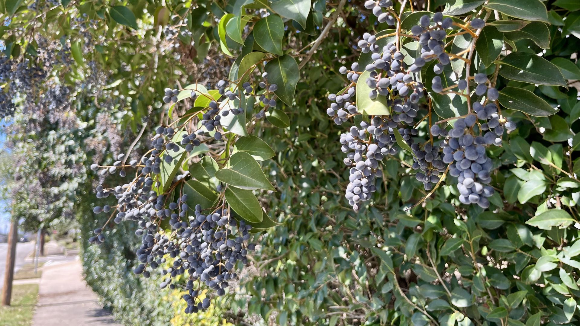 Bushes full of blueberries with a sidewalk in the background.