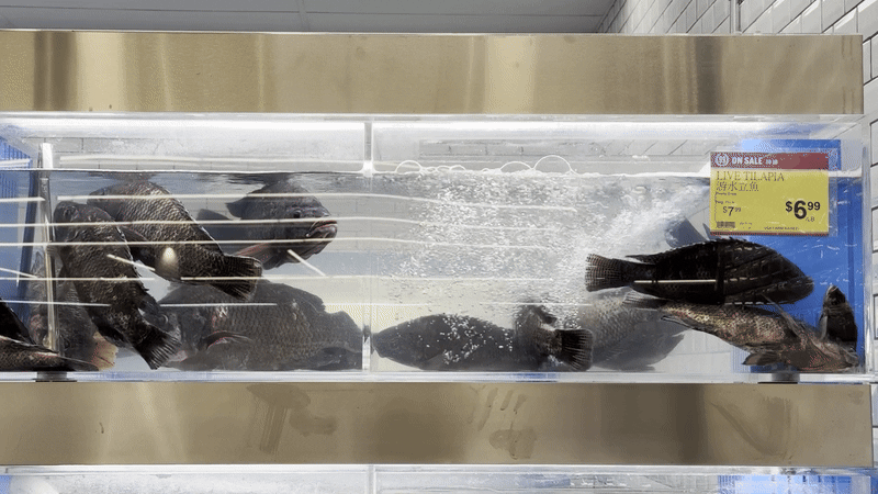 Fish in a tank with water bubbles and a yellow sale sign showing tilapia priced at $6.99 per pound in a store setting.