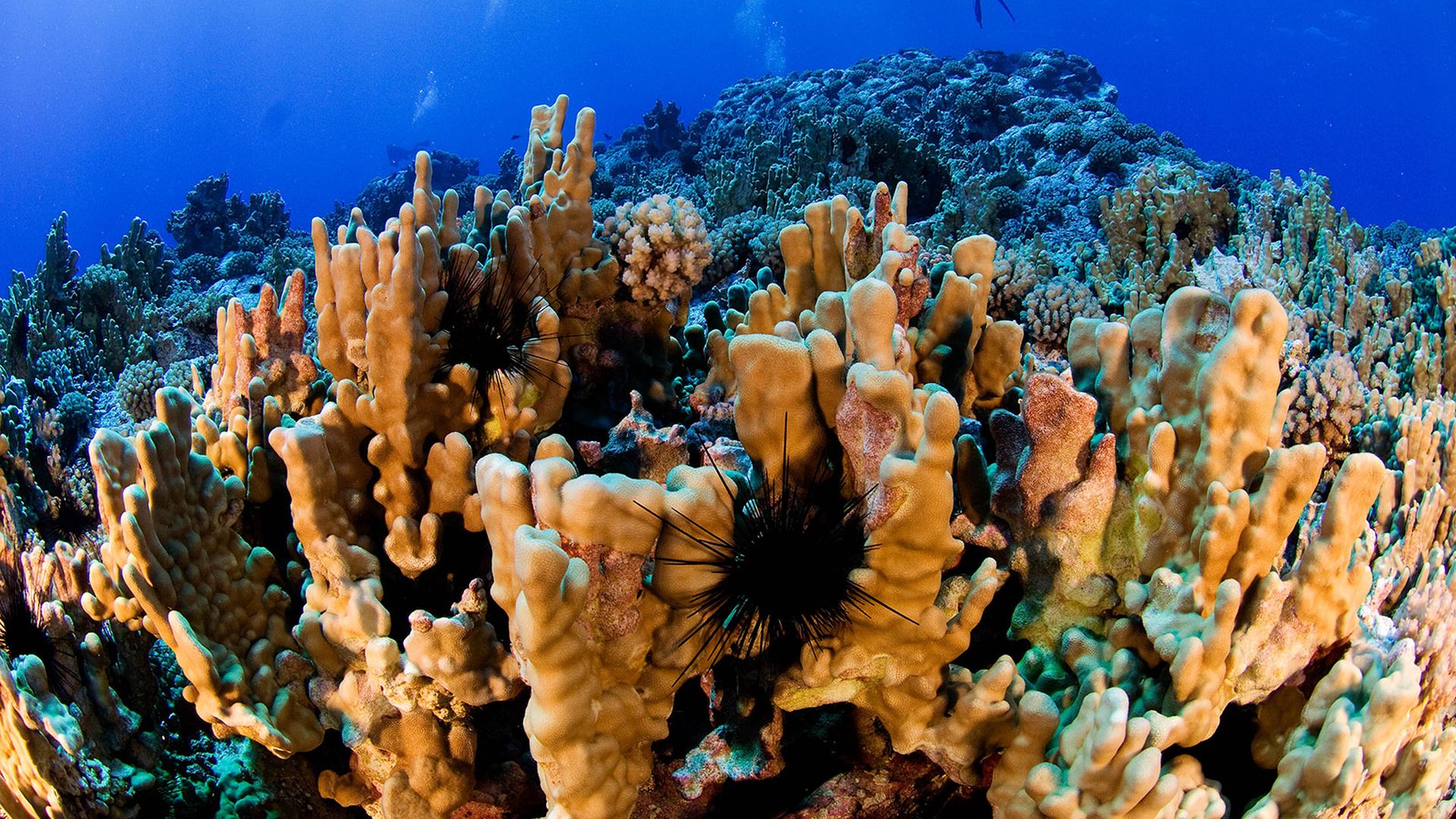 Lobe coral ( Porites lobata ), 16 m depth, at Scott Reef, Sala y Gomez Island, Chile, 2011. 