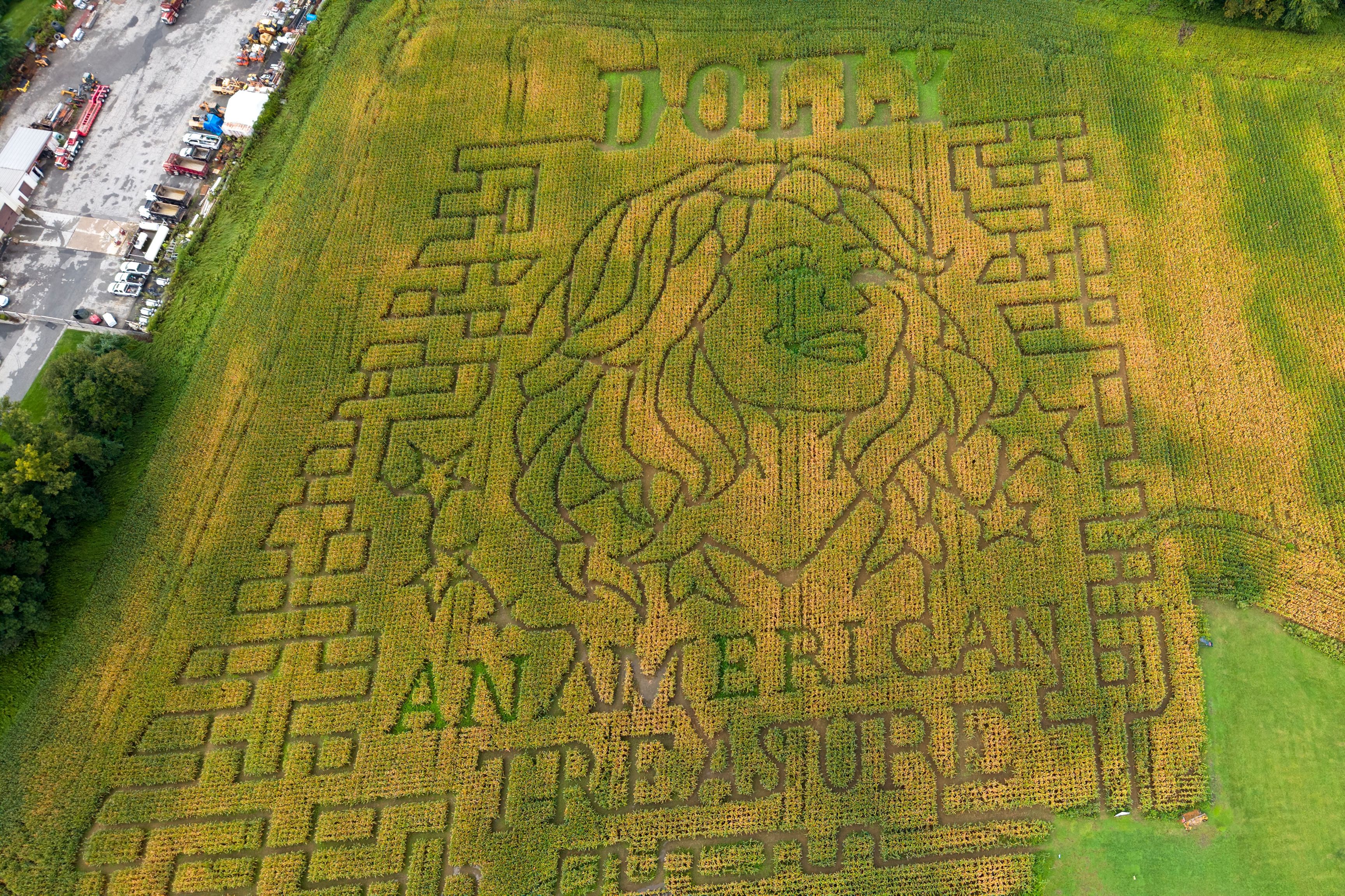 Dolly in a corn maze