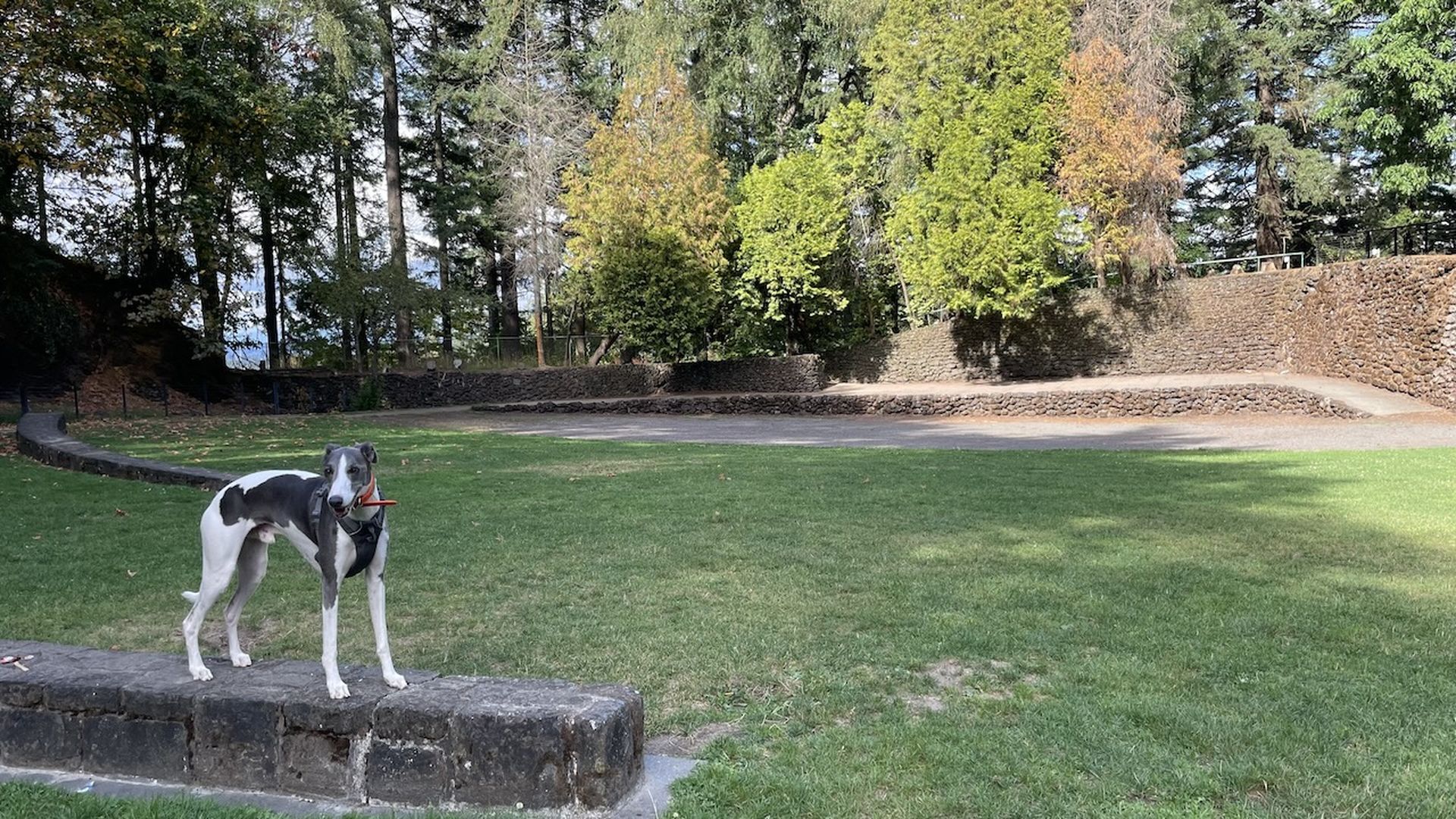 A photo of a dog standing on a cement block.