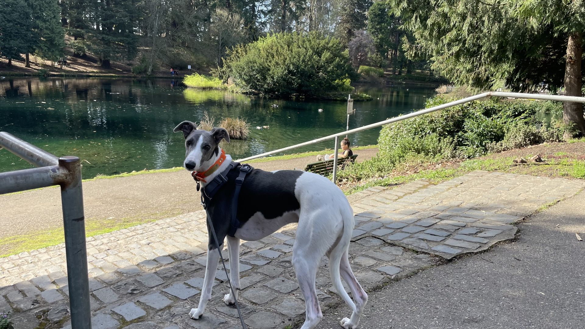 A gray and white whippet wearing a harness and orange collar stands on a cobblestone path by a serene pond in a wooded park, looking back at the camera. A person relaxes on a bench nearby.