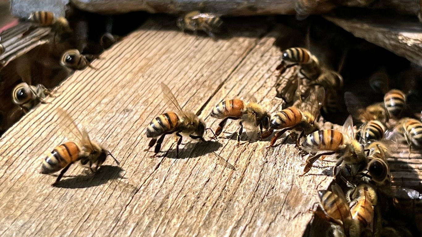 Utah Honey Bee Farms On The Rise After Colony Collapse - Axios Salt 