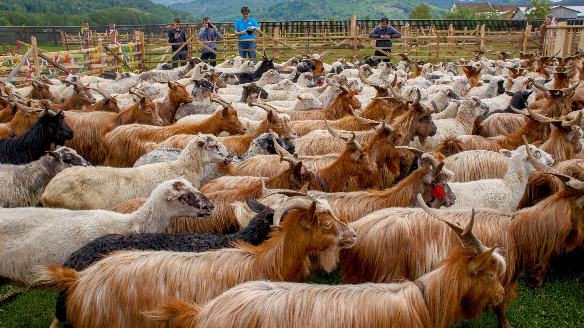 Sheep and goats
