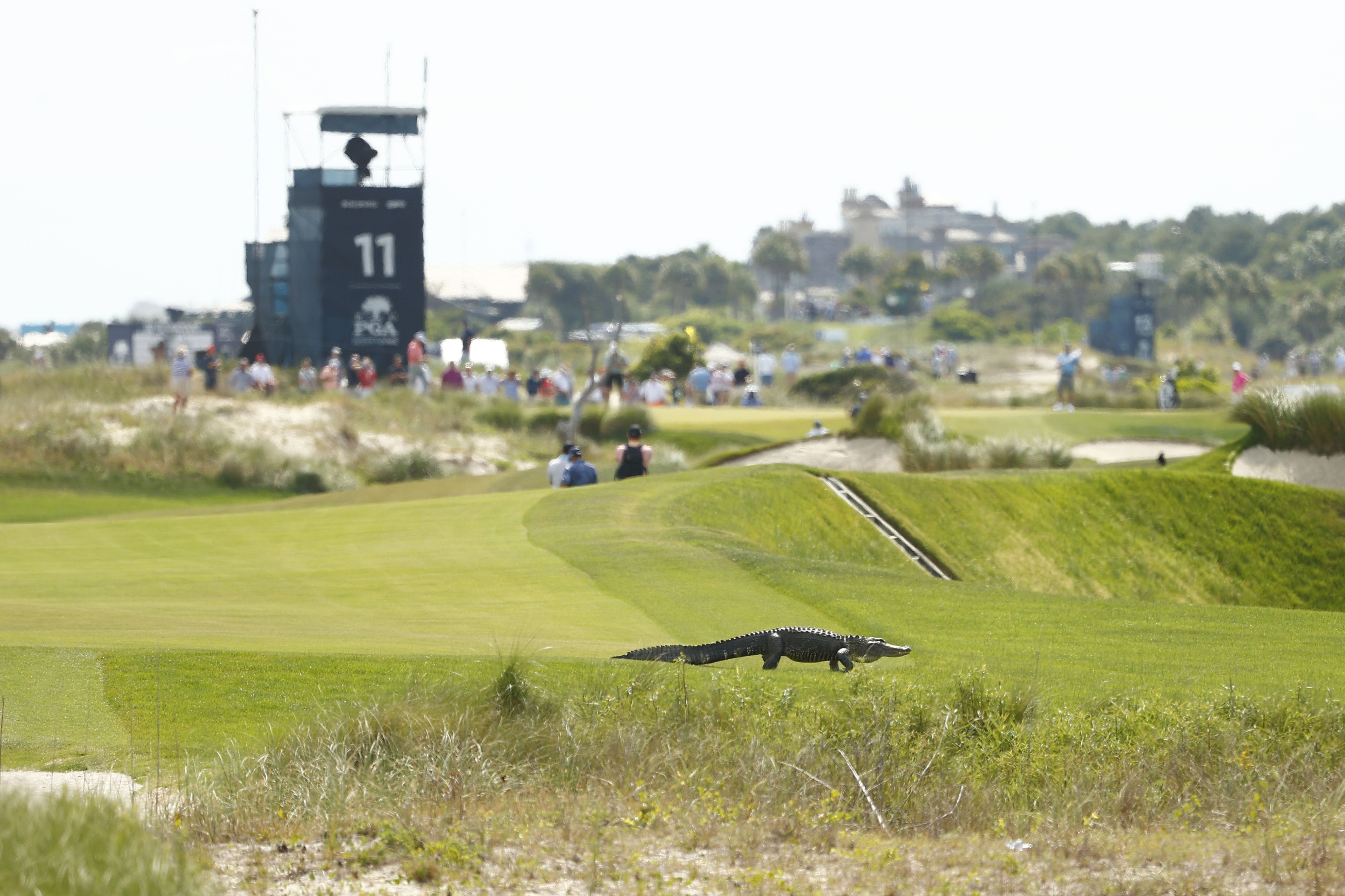 Alligator on the course