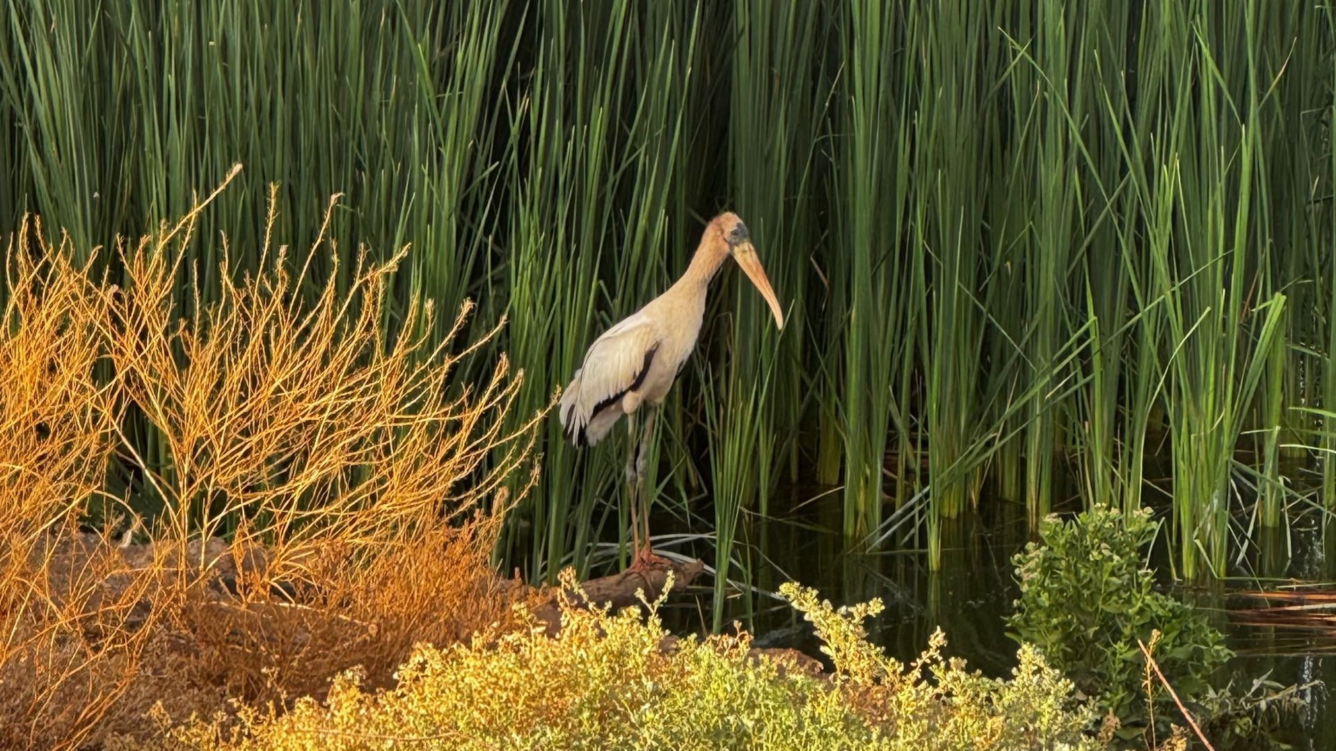 White wood stork with a long orange beak stands among tall green marsh reeds, near a rocky bank; golden dry shrubs foreground the scene.