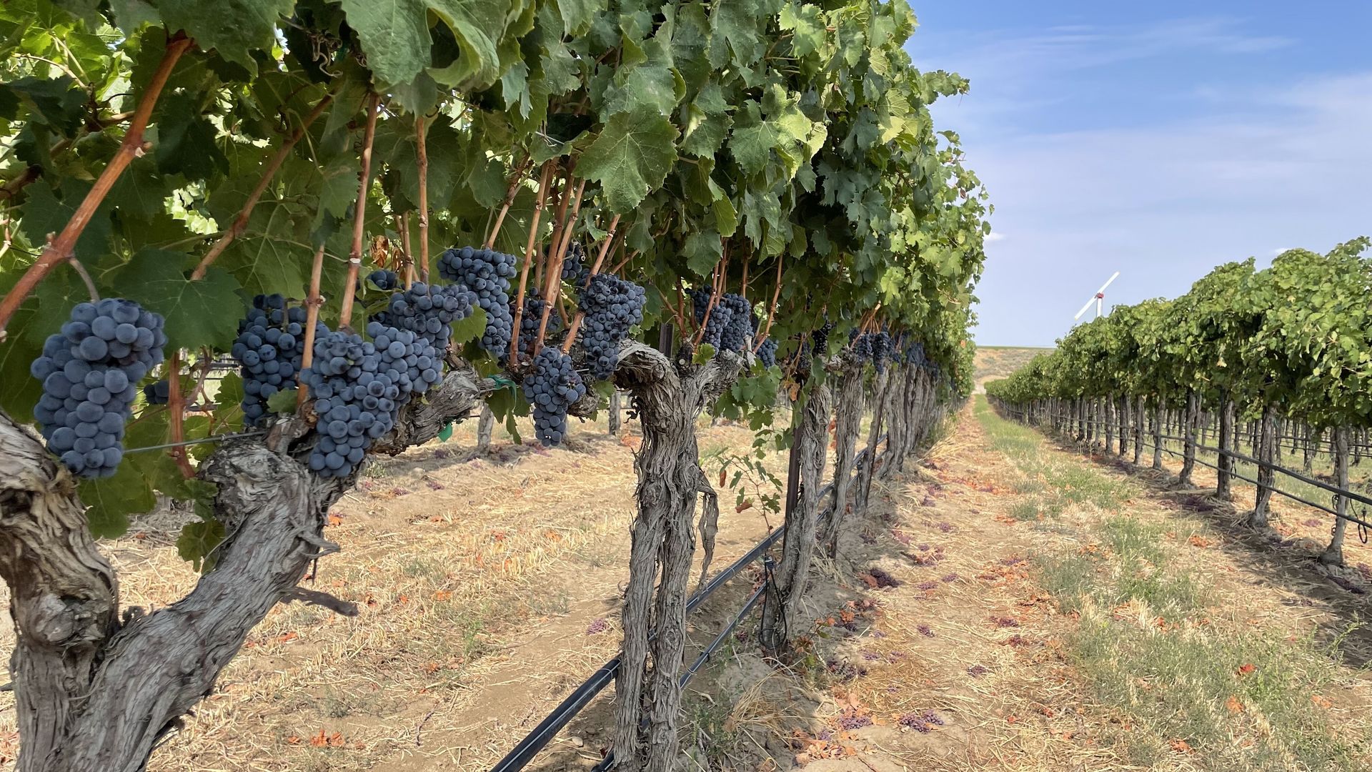 Photo of grapes hanging from vines in a vineyard, with blue skies behind.