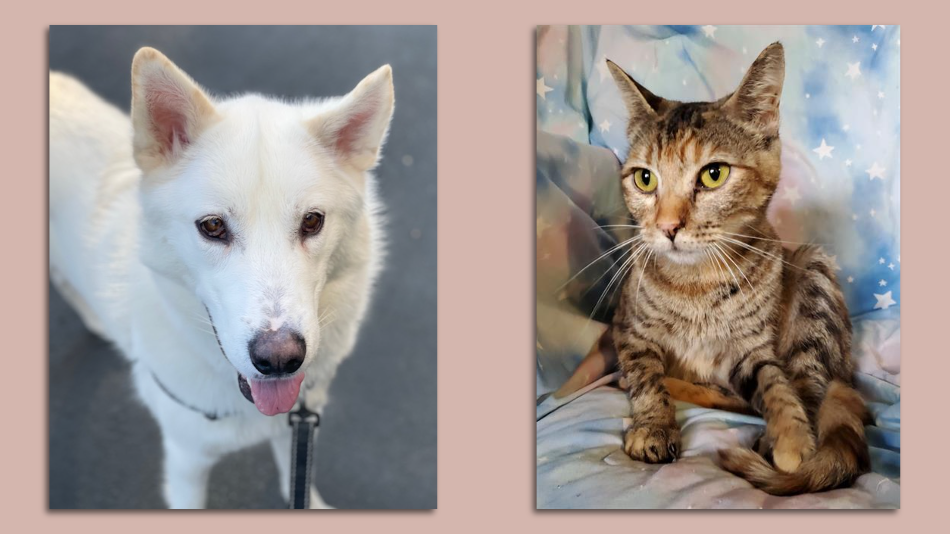 A white Husky looks at the camera at left while a striped short haired cat is shown at right.