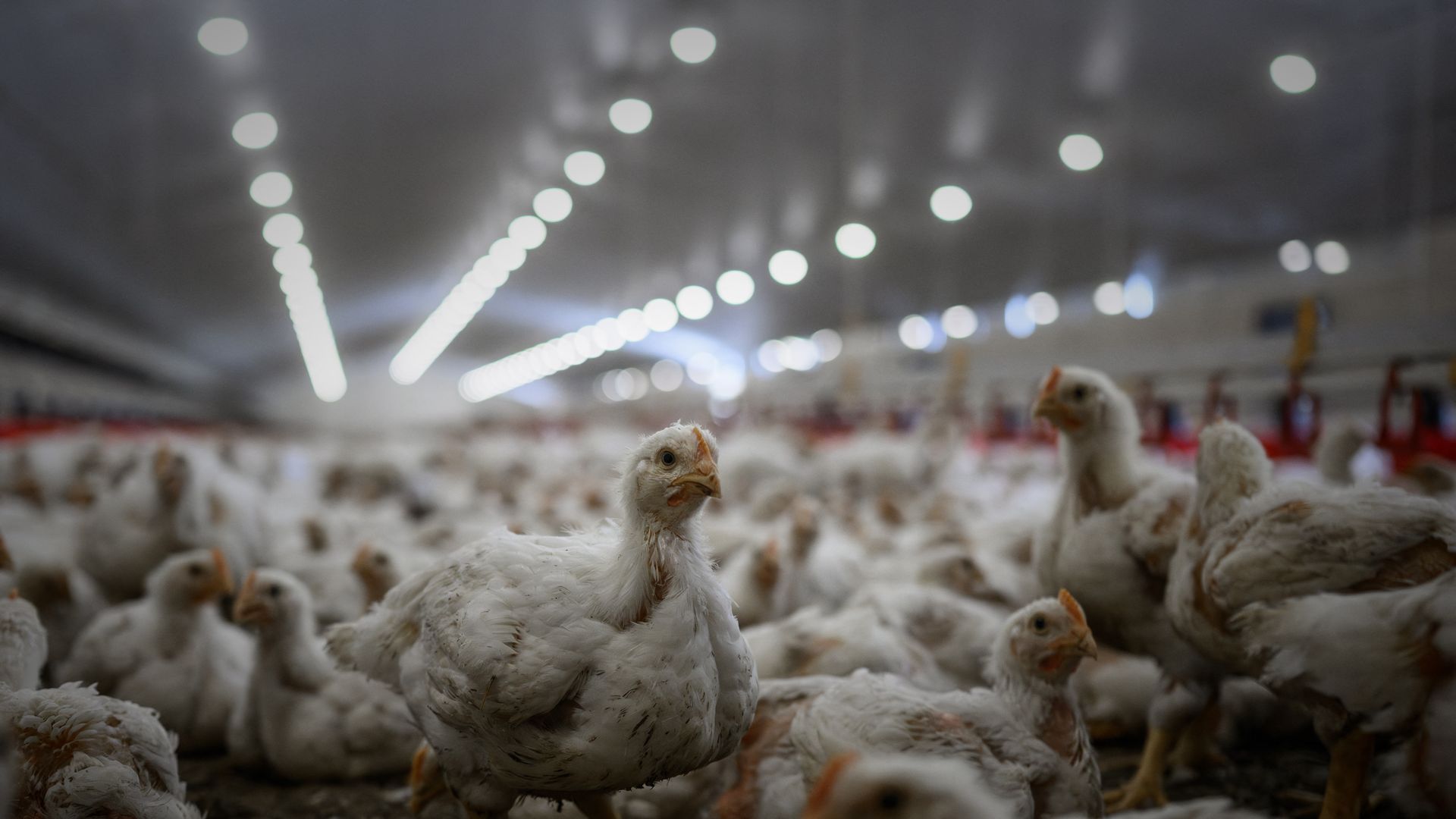 A flock of white chickens fills a brightly lit poultry barn, with one chicken standing in sharp focus in the foreground.
