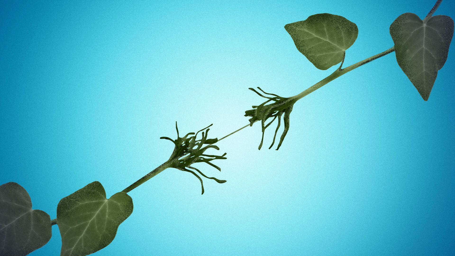 Illustration of a fraying vine about to snap. 