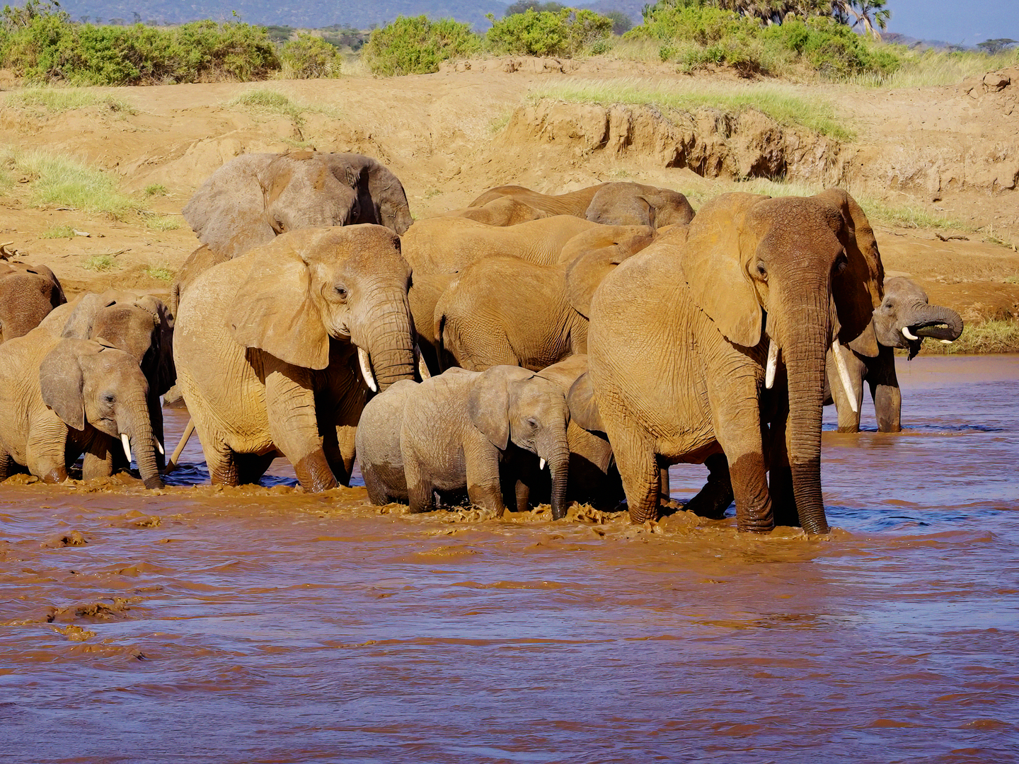 Peak on X: Help the baby elephant to cross the river in our newest iOS  game; Happy River.  #braintraining   / X
