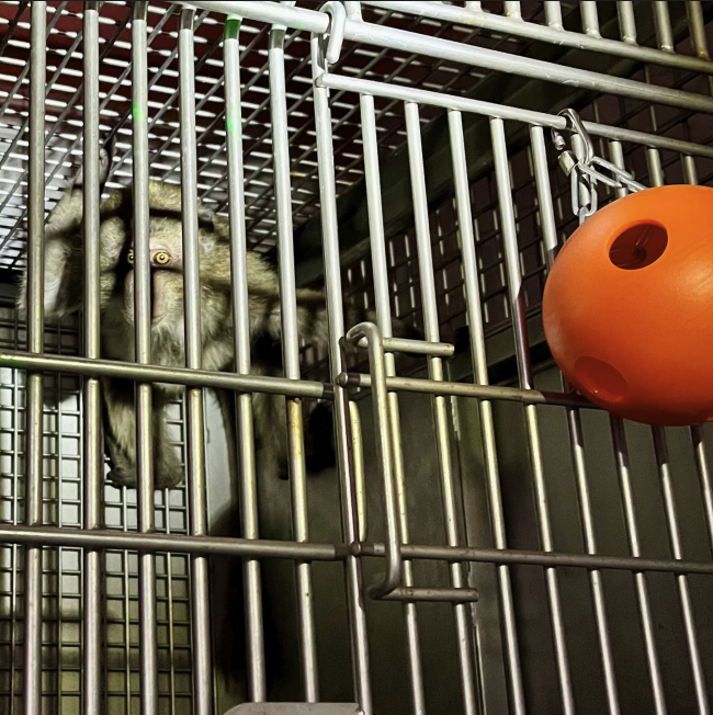A photograph of caged monkey.