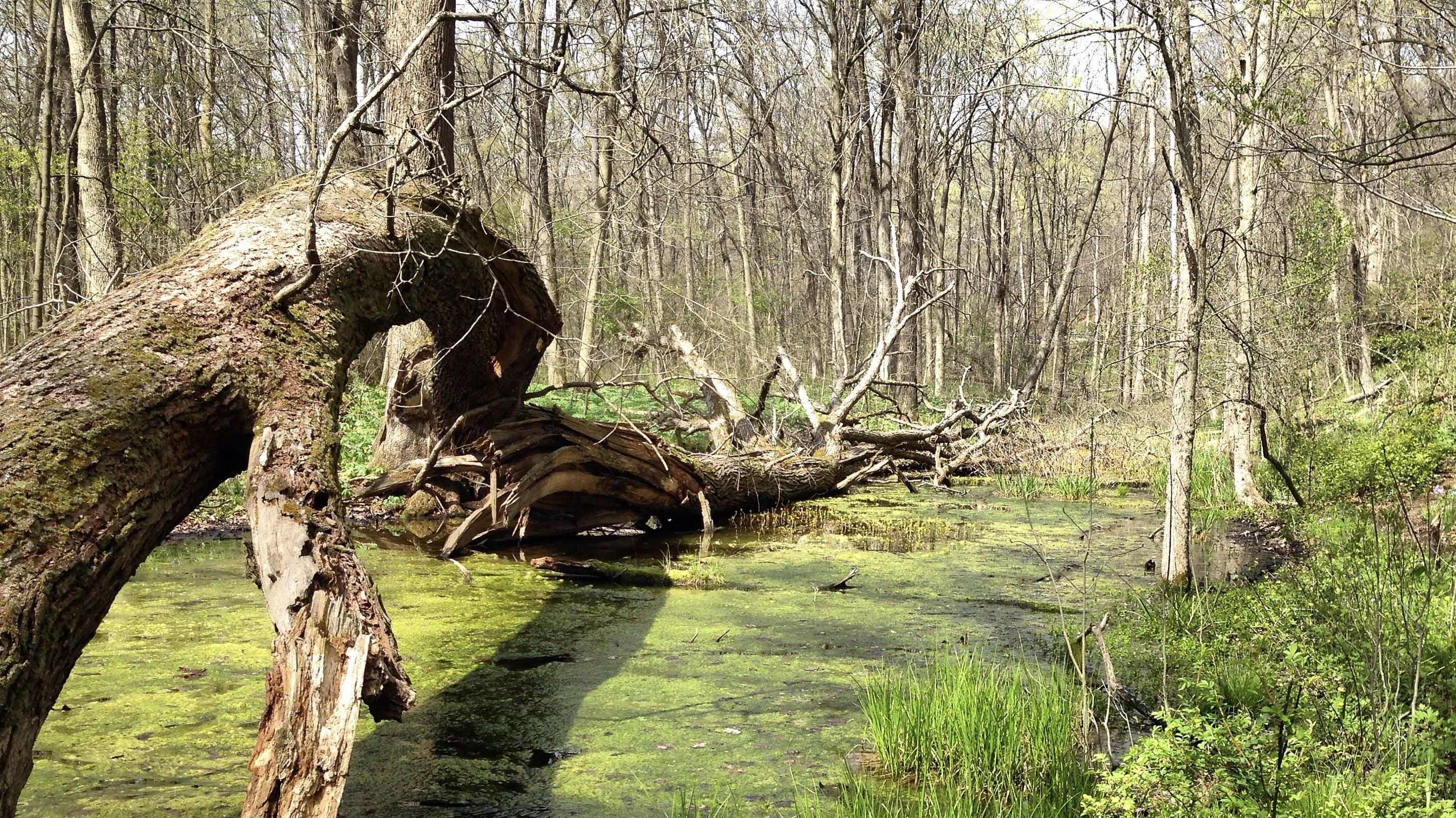 Sunny forest scene with leafless trees, a fallen mossy tree arching over a green algae-covered swamp, and patches of grass and shrubs surrounding the water.