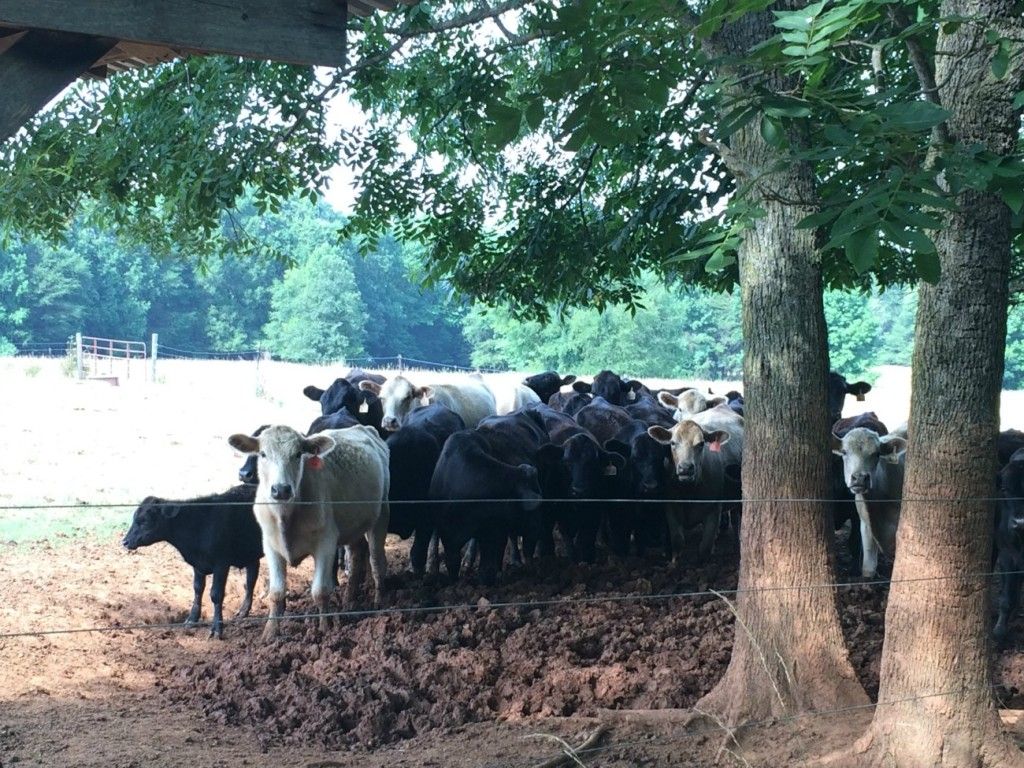 Big Oak Farm cows