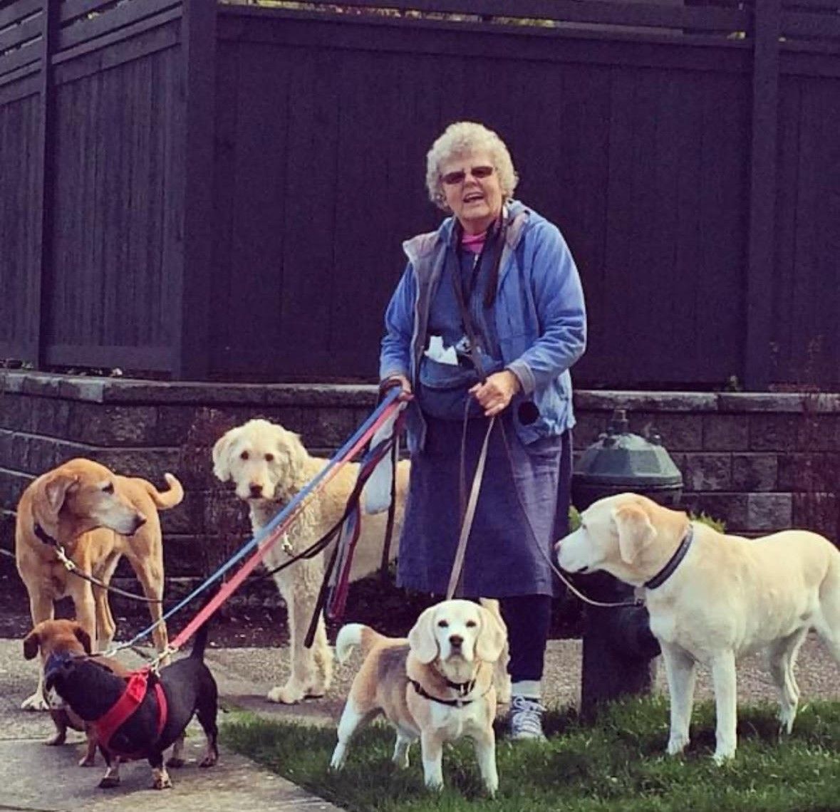 An elderly femaie dogwalker with some of her charges. 