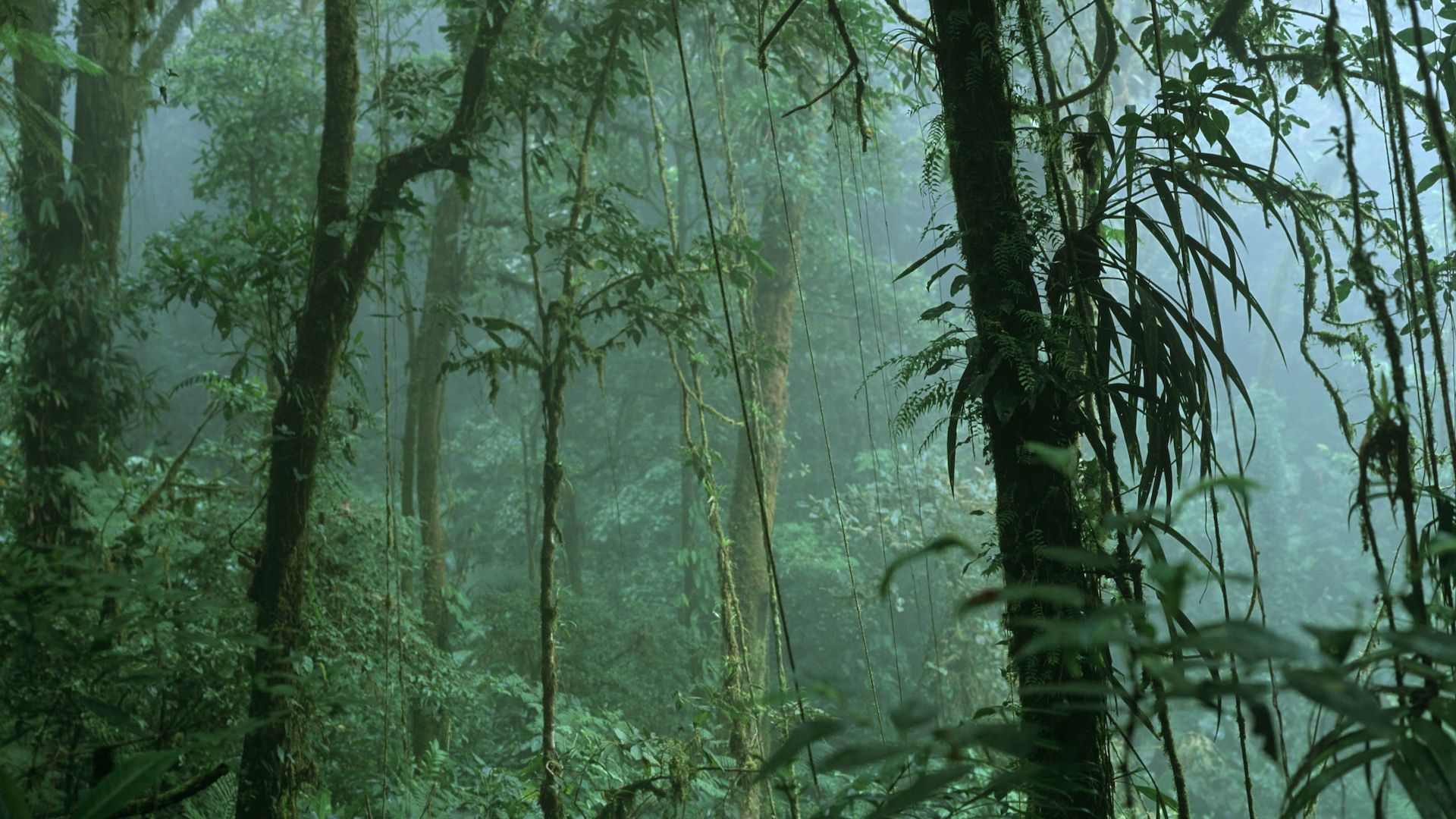 Cloud forest habitat in Costa Rica.