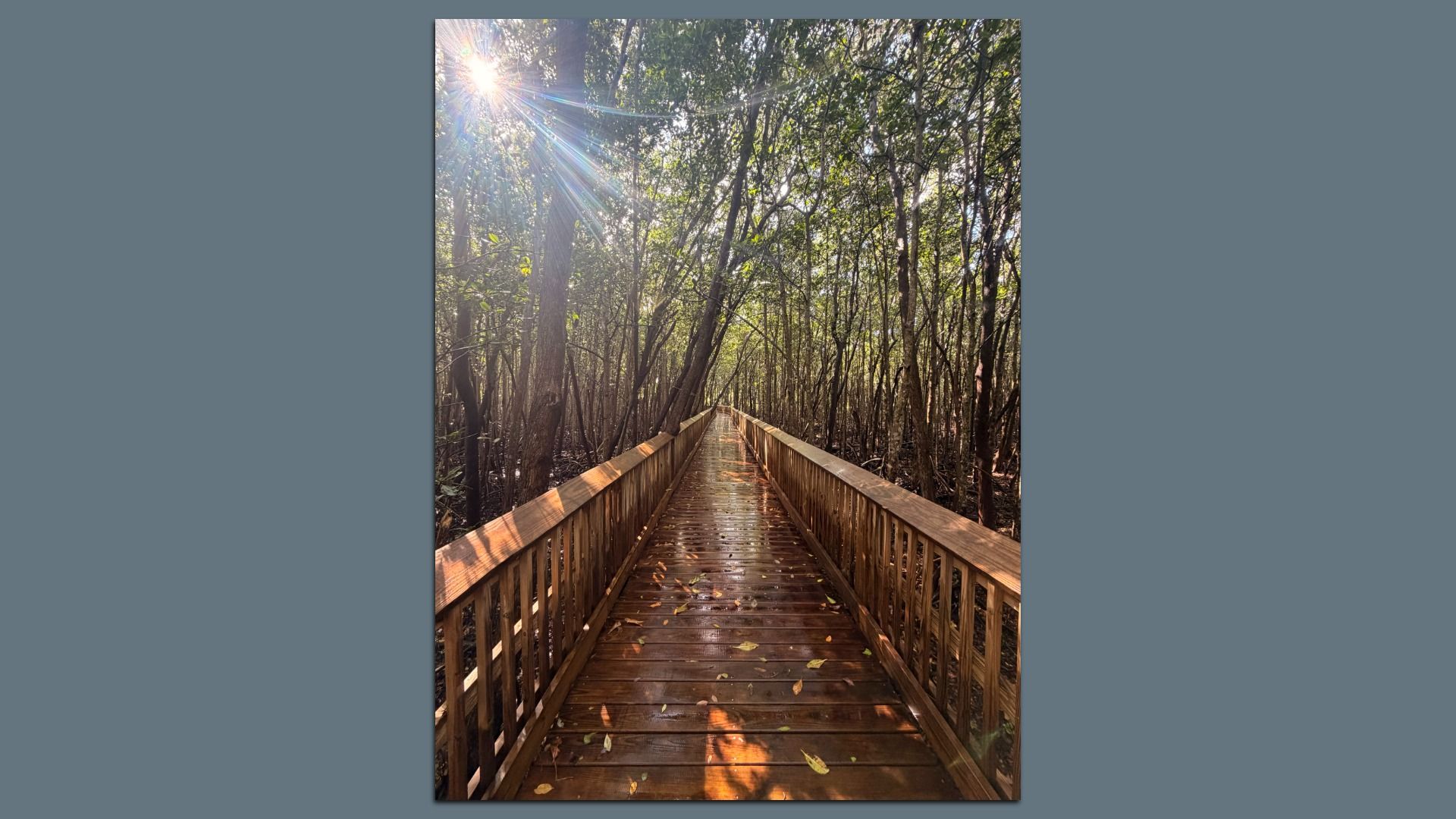 A sunlit wooden boardwalk winds through a dense forest, with railings on both sides and fallen leaves on the wet planks. Sun rays filter through trees on the left, creating a warm, serene scene.