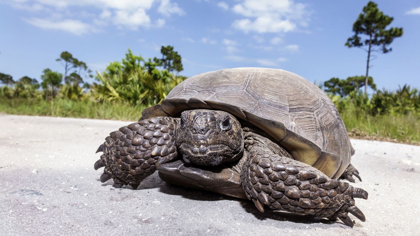 Gopher tortoise policy changes in Florida draw conservationist ire ...