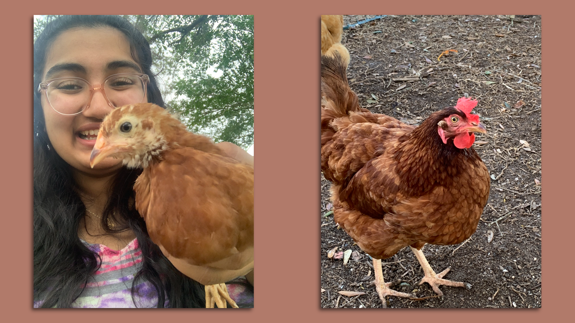 My Rhode Island Red hen, Gulab Jamun, as a pullet and a full-grown hen. They grow up so fast! 