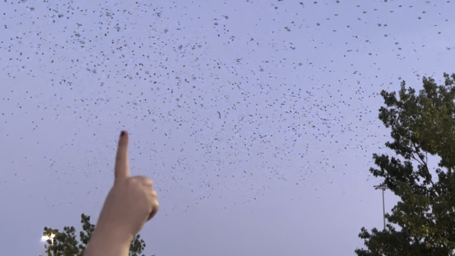 A photo of a finger in the sky as purple martins swirl.