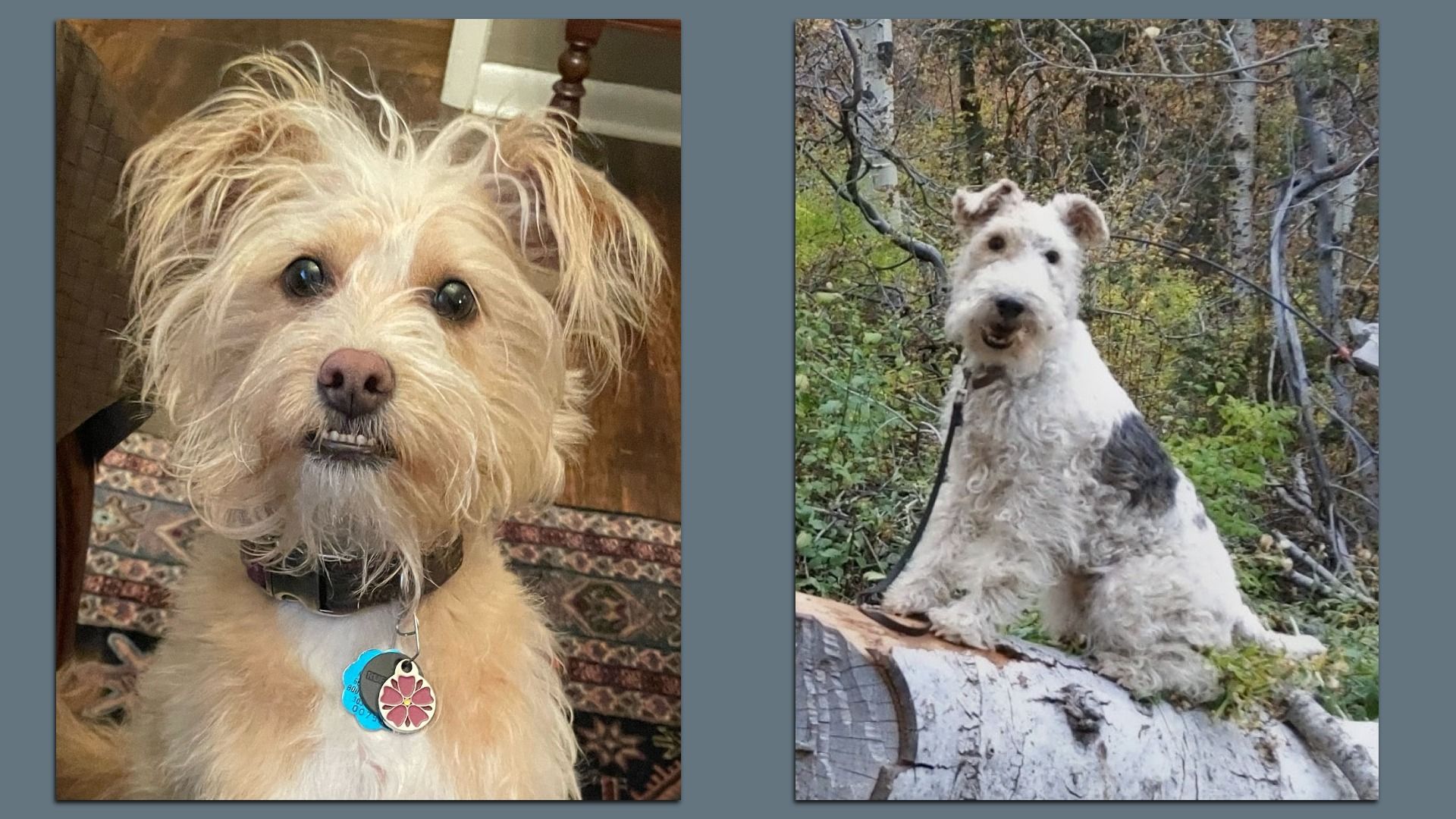 Two dogs side by side: left is a small tan, scruffy terrier with a pink nose and a collar tag indoors; right is a white and gray wiry-coated dog perched on a fallen log in a forest.