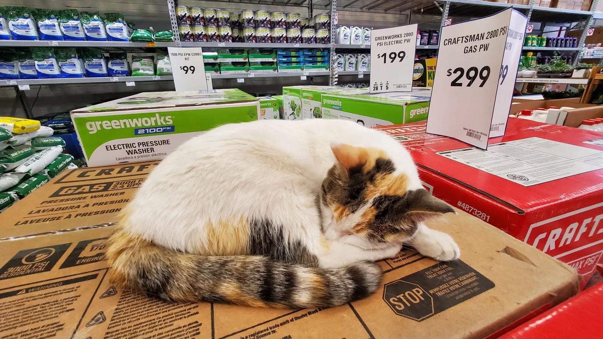 A white cat with a brown and gray tail sleeping on an AC box