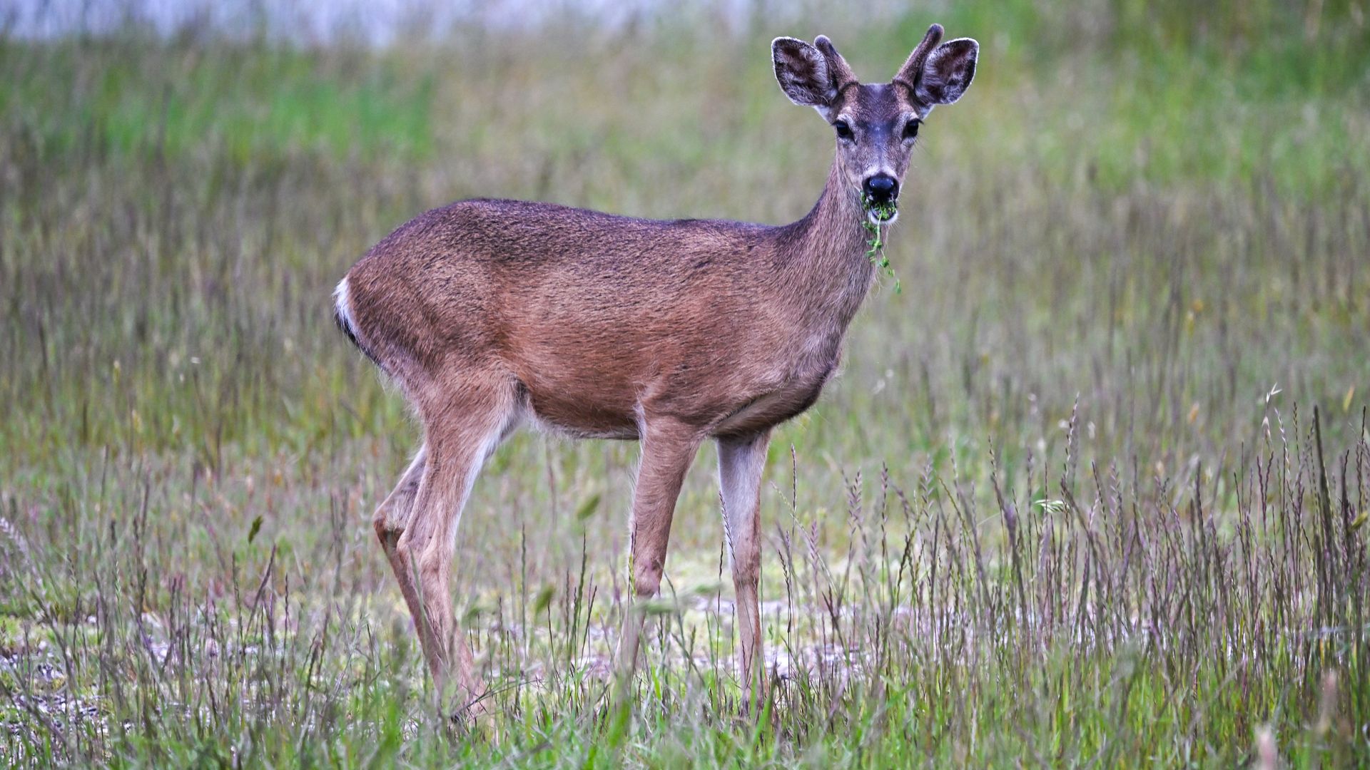 A deer stands in a field. 