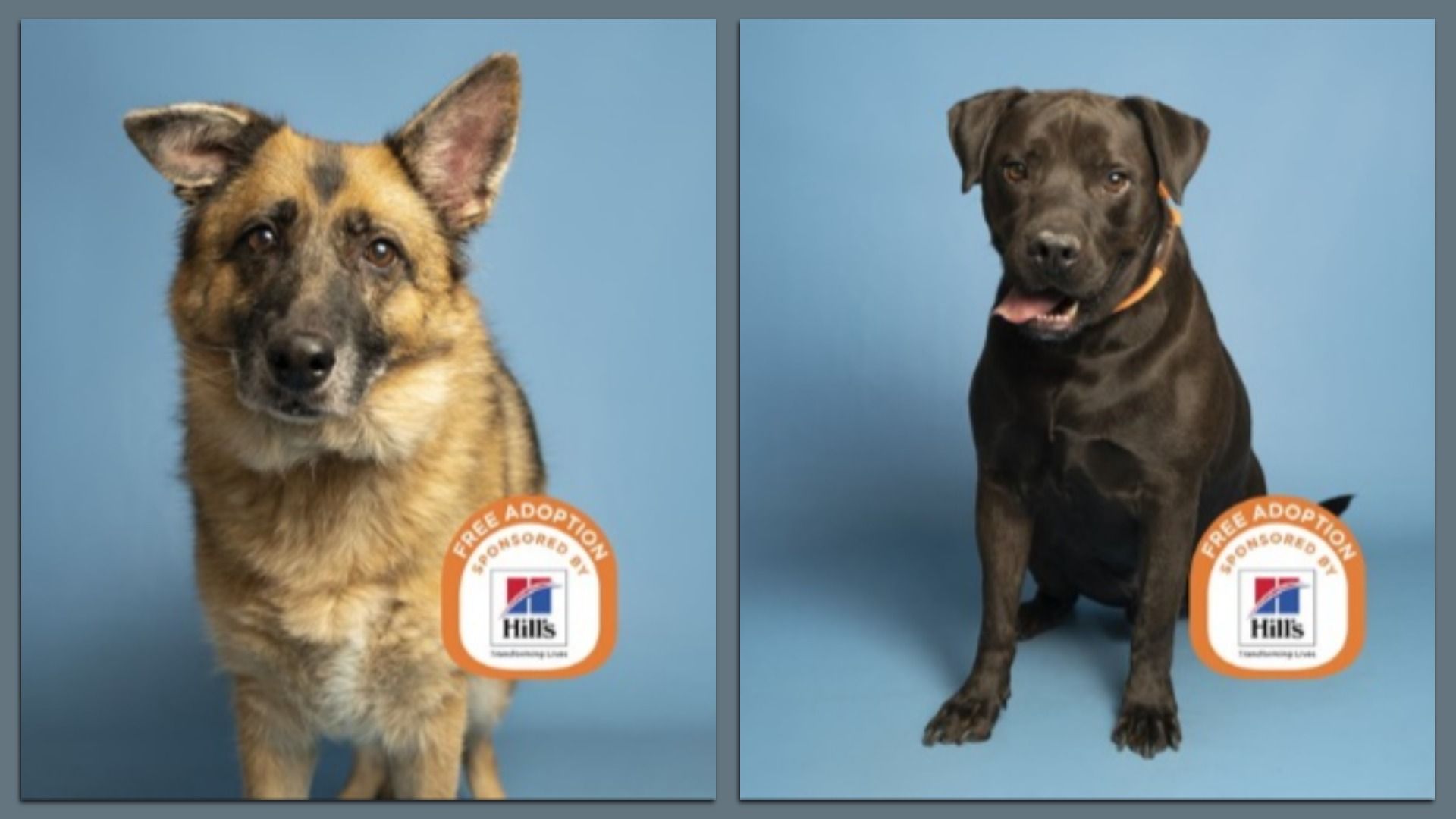 Two dogs against a blue background, left a tan and black German Shepherd mix, right a black dog with a brown collar, both with "Free Adoption Sponsored by Hill's" badges.