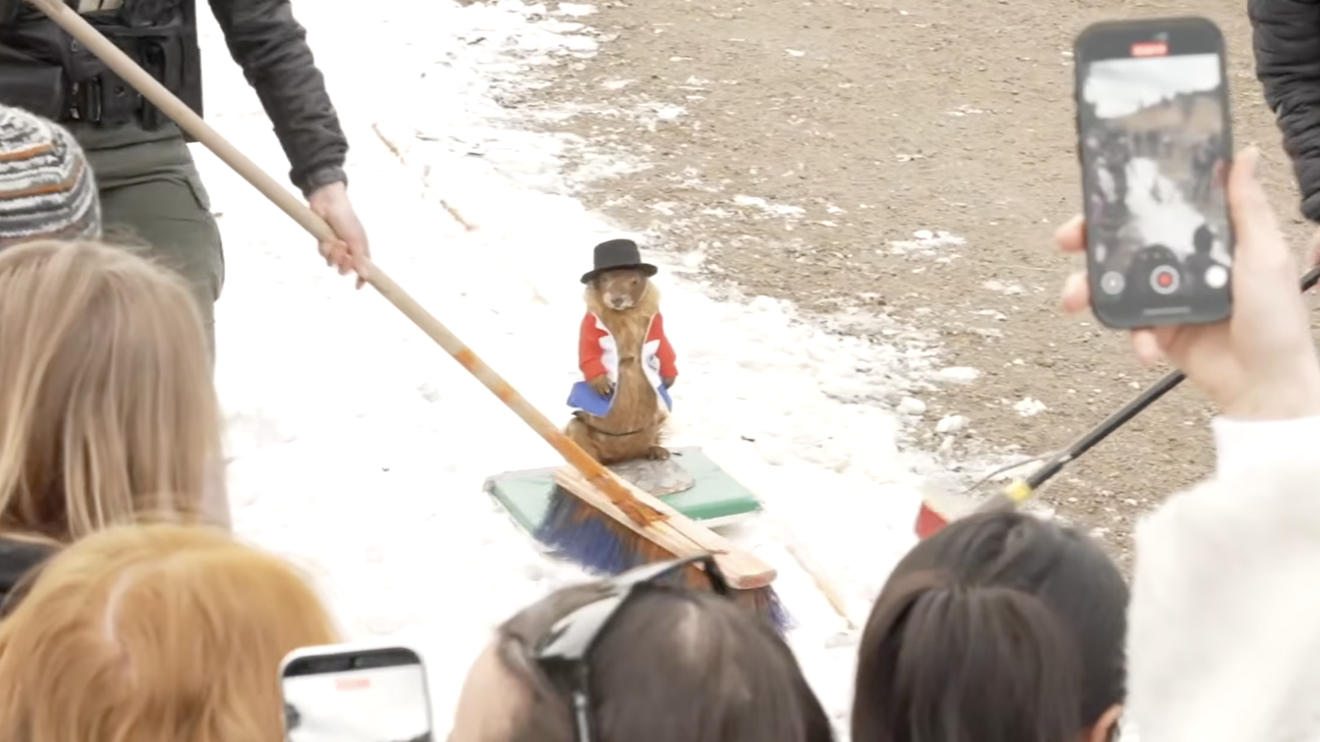 Crowd watching and filming a dressed groundhog in a black hat, red jacket, and blue pants during a snowy outdoor event on a green platform being brushed with brooms.