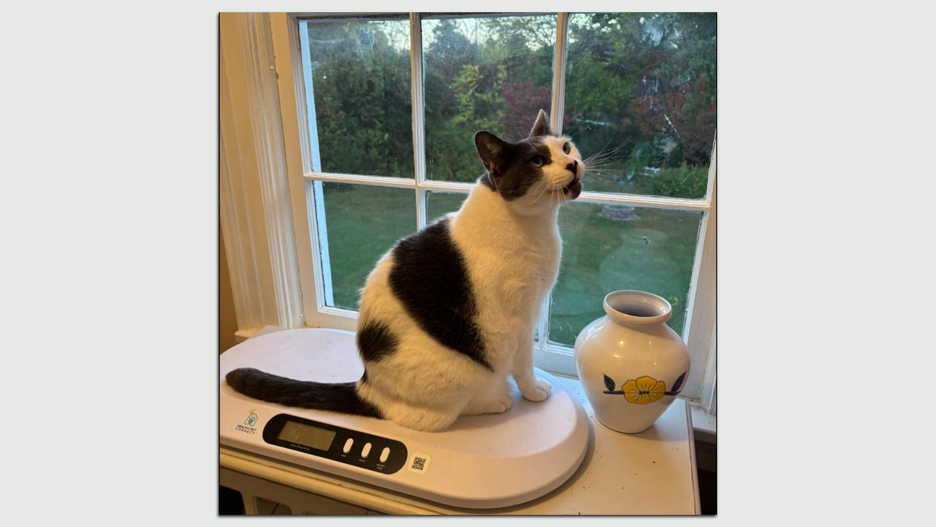 A much slimmer white kitty with gray spots on a scale
