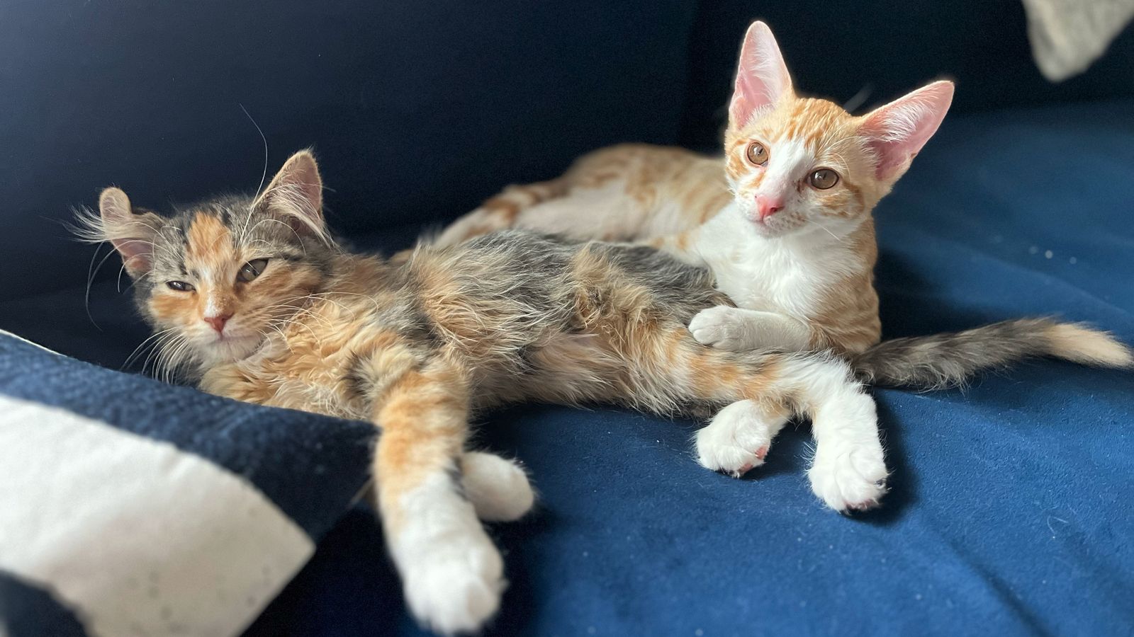 Extremely rare male calico kitten gets adopted in Colorado - Axios Denver