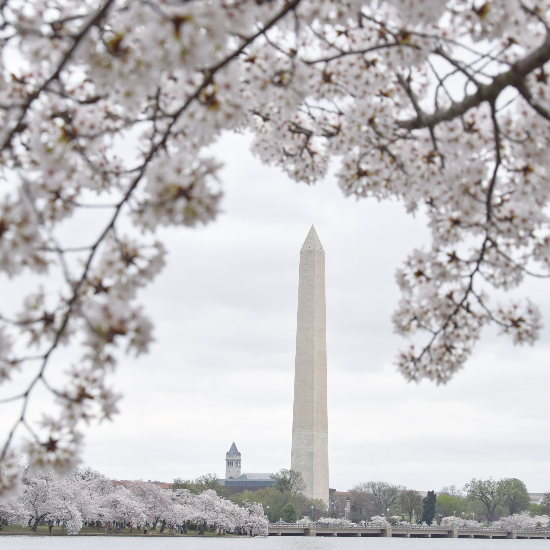 cherry blossom tree framing the washington monument in dc